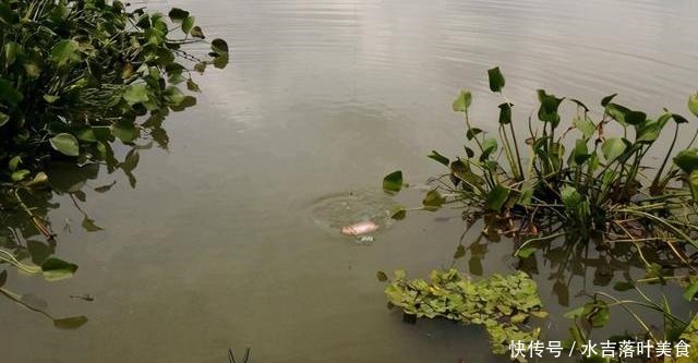 海南出现成群禾花鲤，有人2小时钓半桶，大的有1斤多！