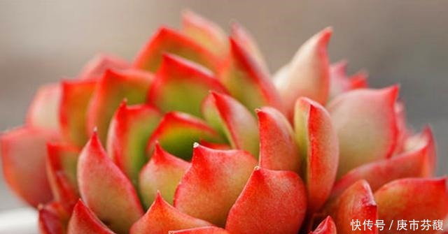 烈火|多肉宝莉安娜,养好是心中一束不灭的烈火,养不好就是路边的野菜