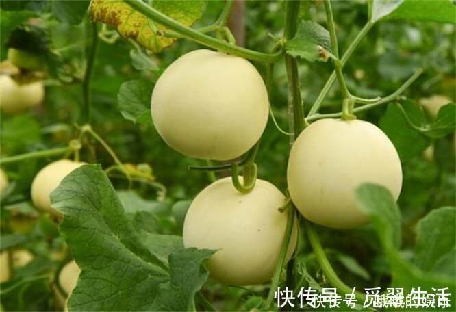 滋养|冬天了,女性常吃3种食物,滋养皮肤,排毒抗衰,显年轻