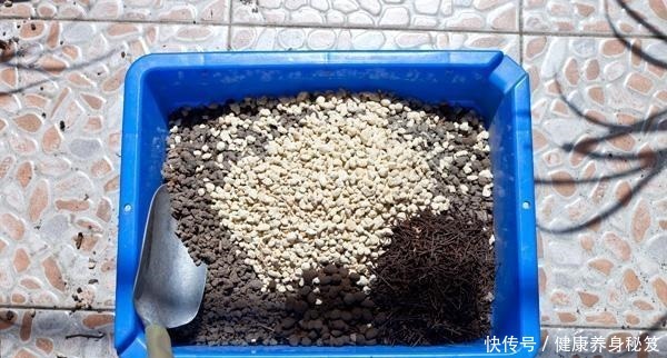 兰花配点“黑豆豆”，一年到头不施肥，叶子贼油绿，花剑嗖嗖冒！