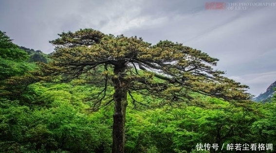 黄山这棵松树被视为国宝，有专人24小时看护，几十年未出过意外