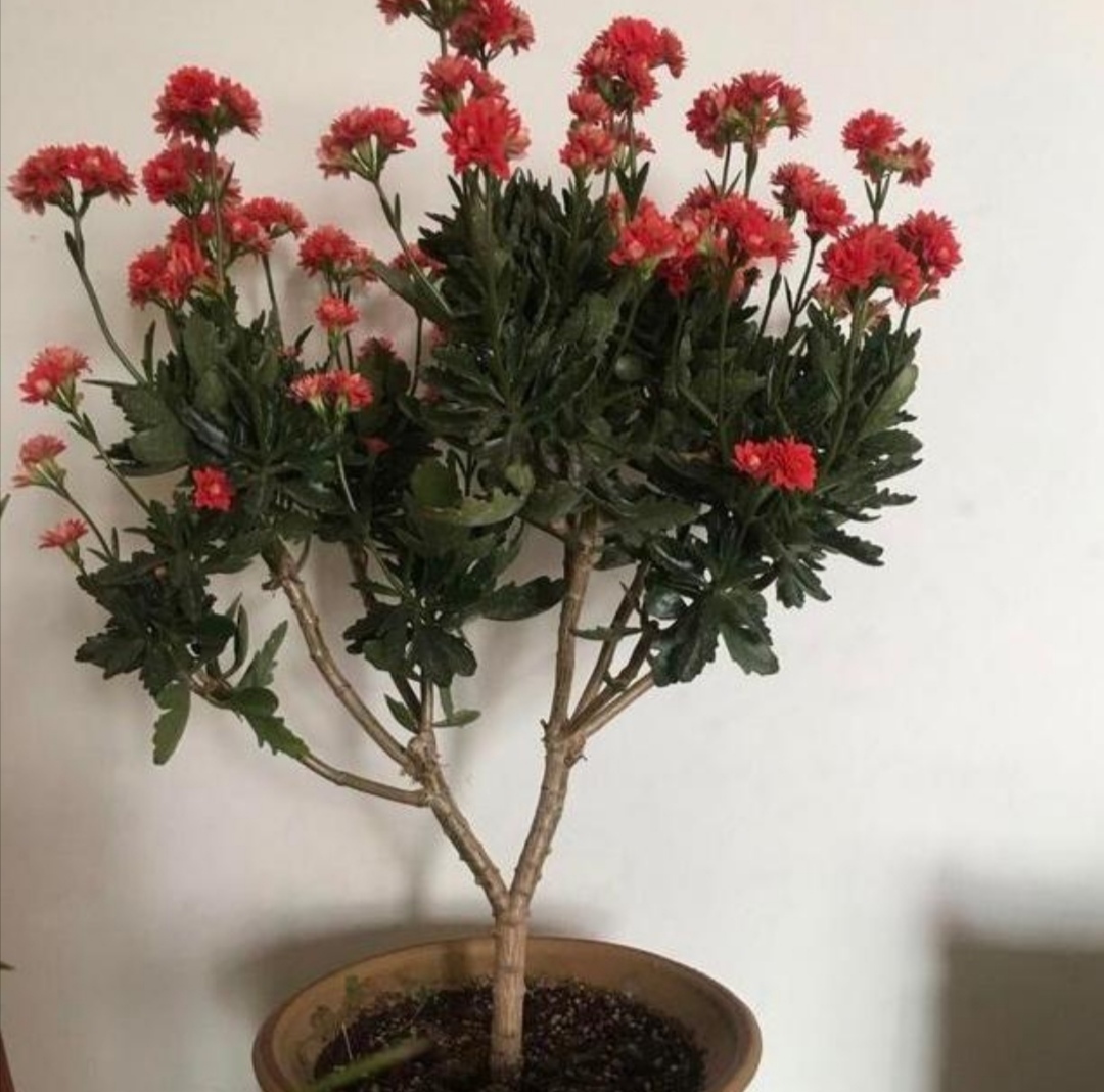 家里的长寿花，用1种方法，让它尽快长成老桩，开花多又美