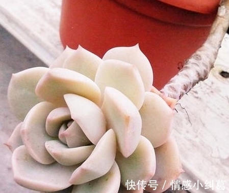 观音莲观音莲|网友推荐,最好养的多肉,你觉得靠谱吗