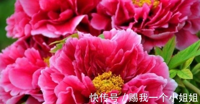 阳台养上几种花,四季有花开,花香四溢飘满屋,美