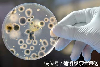 消炎|天然“青霉素”被发现了,没事吃两口,消炎杀菌,提高免疫力