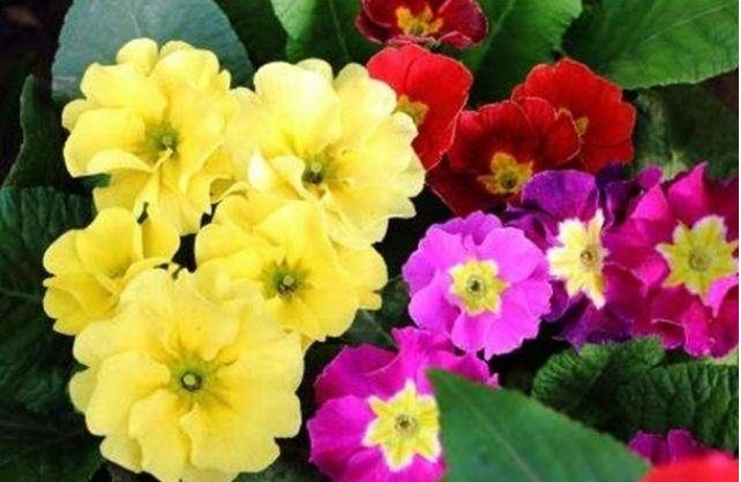 养护|春天就养5种花,好养又漂亮,花团锦簇,人见人爱!