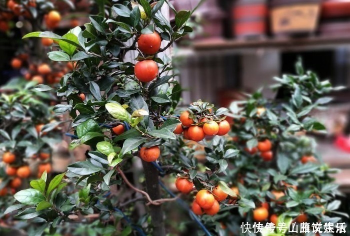 树桩|这种植物的果子挂枝头很像灯笼，是观果盆景的上好品种，你喜欢吗