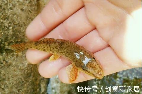 5种“逐渐消失”的小鱼,过去被嫌弃少人吃,如今却“价值不菲”