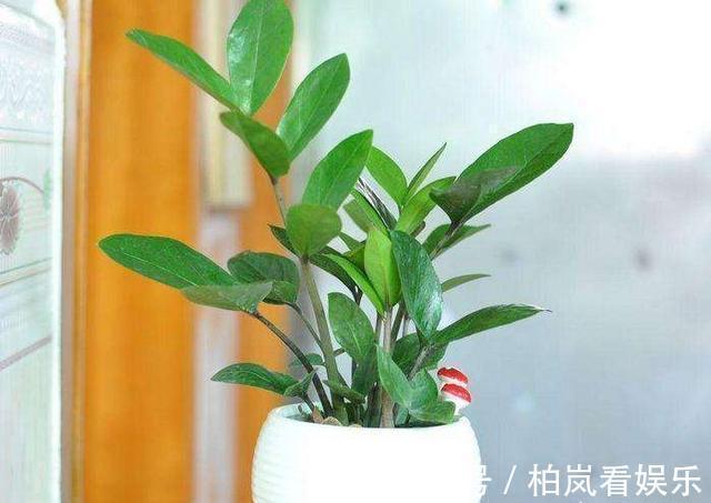 扦插别买“生根剂”，做好3件事，扦插一百根，个个都生根！