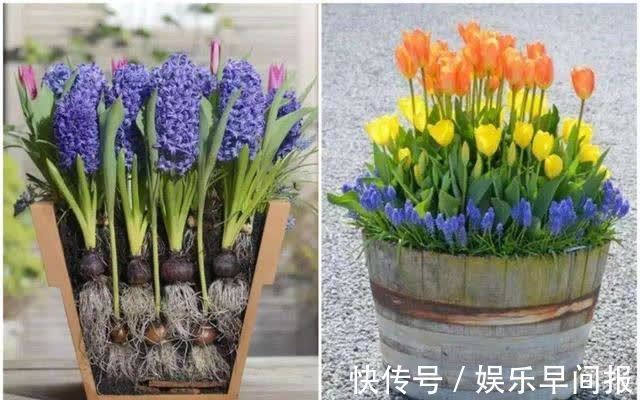 屋子里养花，要有9个讲究，这些是老一辈的经验，做错“难养活”