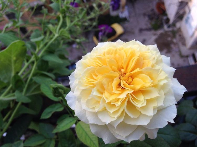 一年四季|6月11日起,养花试试这几款,花美似牡丹,花型奇特,香气飘满堂