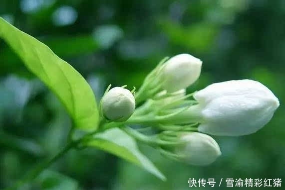 茉莉花浇这两种“饮料”，浇完叶片绿油油，花朵发狂长！