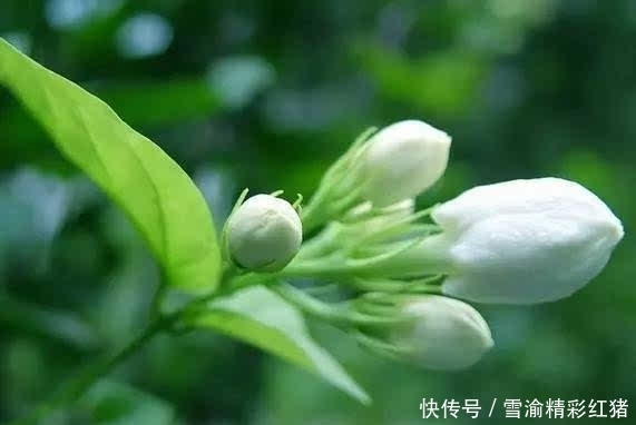 茉莉花浇这两种“饮料”,浇完叶片绿油油,花朵发狂长!