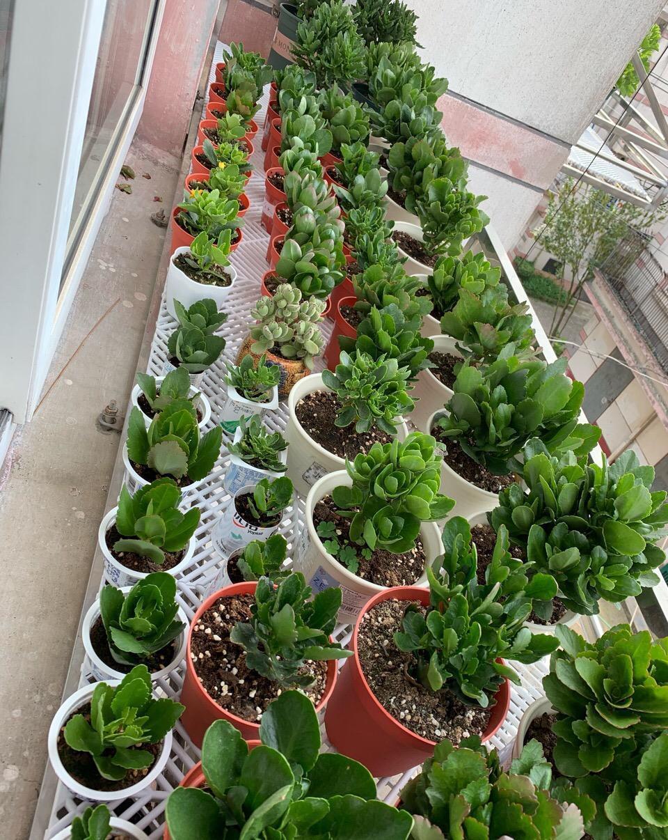 养长寿花，避开5个“坑”，开满大花头，阳台满花球