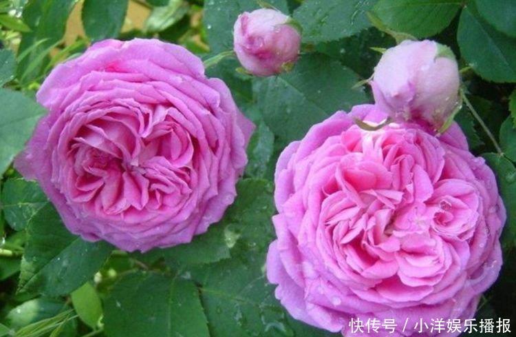 多头花|开花最香的4种花,家里养一盆,吉祥富贵,红红火火好运来