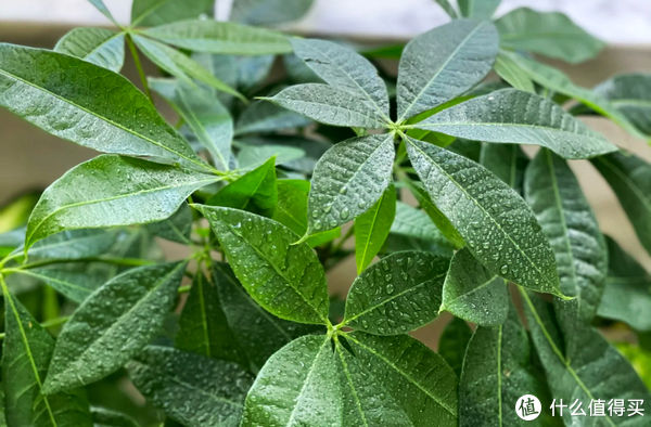 过年必备盆栽 | 20款好看易养的懒人绿植,拼多多店铺低至3元起!附养护心得