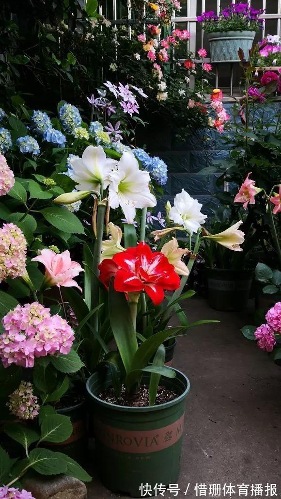 这6种花养好了,家里秒变花海,一年四季有花看!