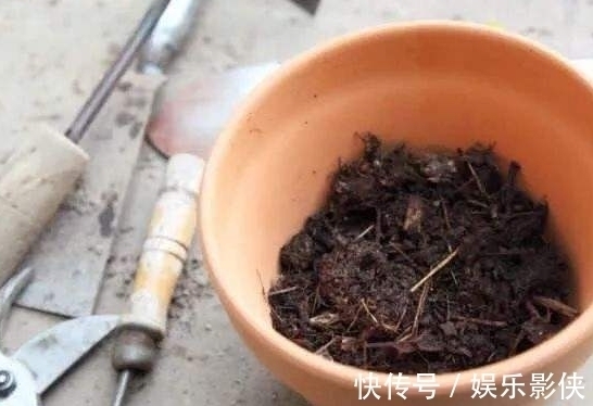 路边上的3样“玩意”,丢盆里,让土壤10年不板结,花卉蹭蹭长!