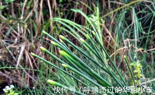 笔头草|生于路旁，俗称“节节草”，好多人不知道它是宝，有啥珍贵？