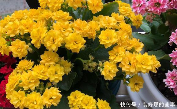 玛格丽特|8种漂亮花，夏天“少浇水”，浇一盆烂一盆，后悔也晚了