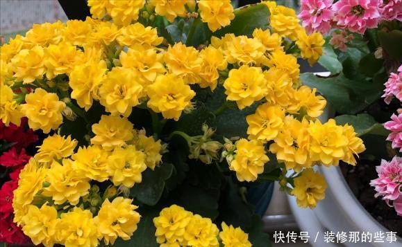 玛格丽特|8种漂亮花,夏天“少浇水”,浇一盆烂一盆,后悔也晚了