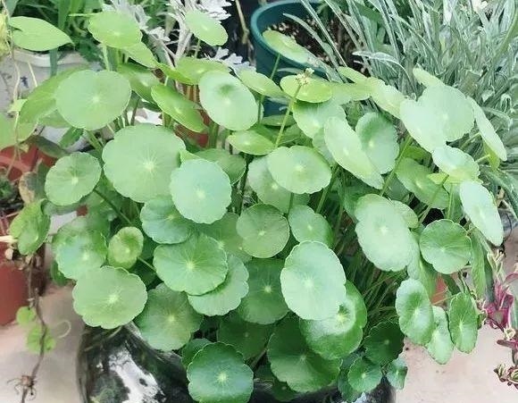 施肥|养铜钱草要“抓重点”,记住“2多1勤快”,叶子比硬币大2倍