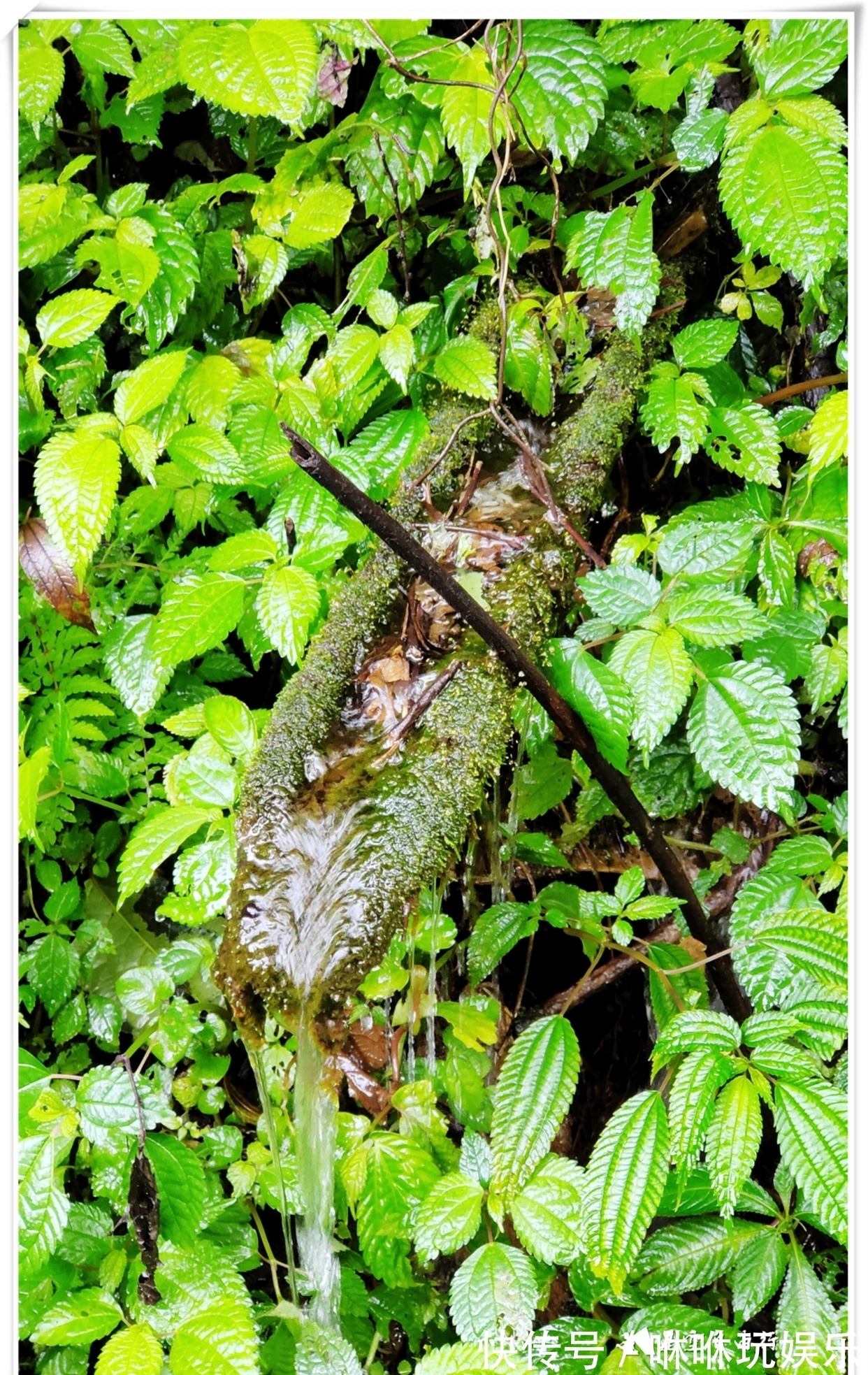 原始森林|自驾云南新平哀牢山，在雨中走茶马古道、体会马帮伙计的辛酸苦辣