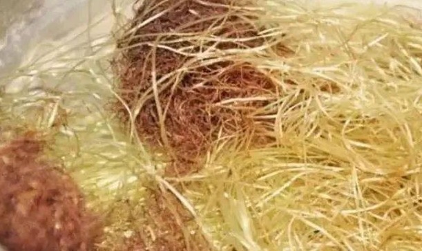 禁忌|17岁女生因一壶蒲公英水,送入医院,提醒蒲公英泡水有4大禁忌