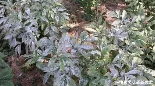 大蒜养花好处多,使用正确花草不生病虫害、黄叶情况少得多