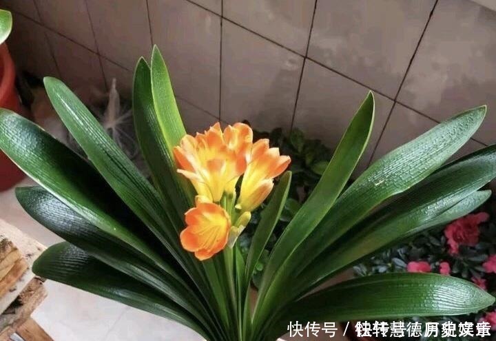 爆盆|户外挖“2种土”养花,君子兰长得像“大白菜”,茉莉花“爆盆”