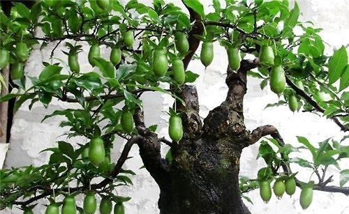 不要在养马齿苋树、玉树了,这种植物山上挖一棵,养成老桩巨值钱