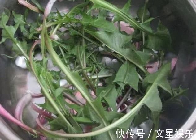 泡水|蒲公英泡水喝好处很多,但切忌与此物一起吃,吃了就是没事找事
