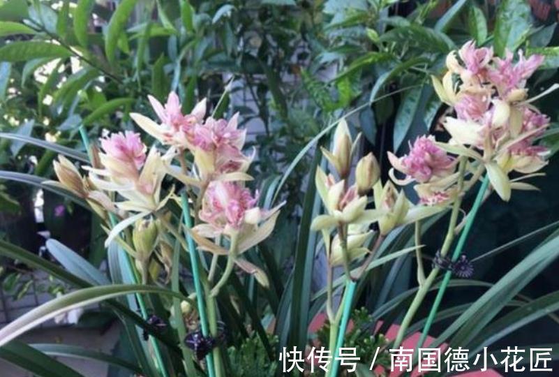 雾化水|兰花长出新苗后,教你3个小技巧,快速长大早开花