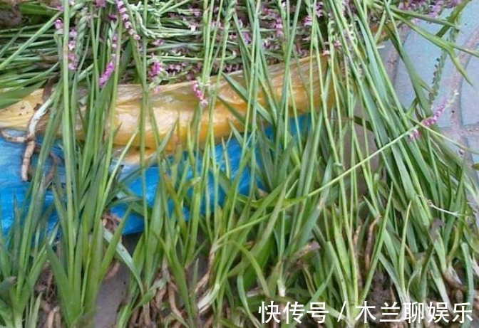 食用价值|此物植物叫“参”却不是人参,价值珍贵,遇见莫忽视