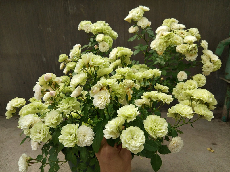 此盆栽有“开花机器”之称，全年开花，花多易爆盆，好看又好养！