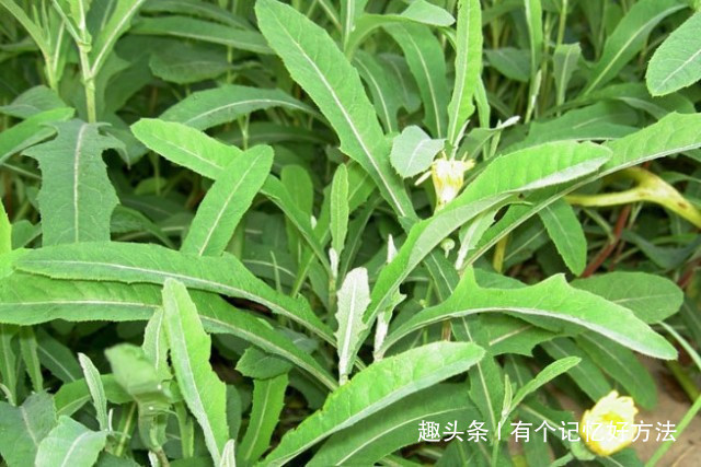 野菜|它是胃病“纯天然的大救星”用这种野菜泡水喝三天效果贼明显!