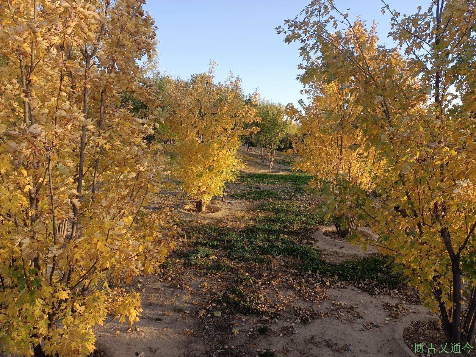 老年|温榆河公园示范区东园,园内的金色光芒撒在大地上