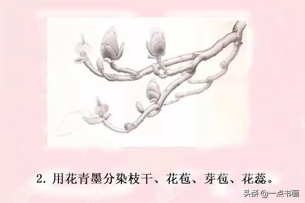 鸳鸯#图文教程——工笔玉兰画法