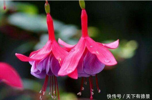 超漂亮的4种花，好养易活，30天不浇水照样生长，一年开花不断