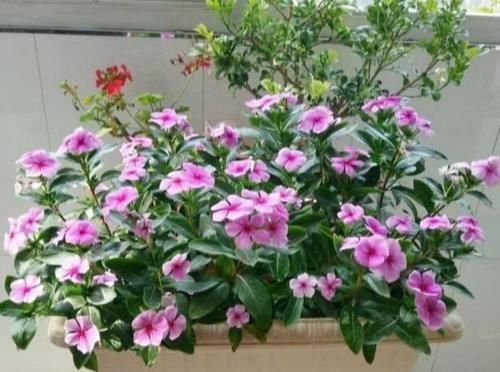 开春养上5种花，满满一阳台，开成花海真漂亮