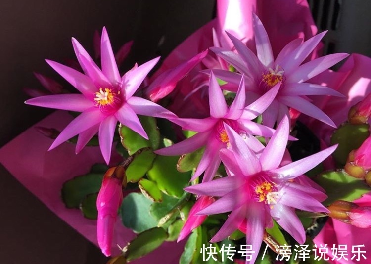 蟹爪兰|养2种花“不用等”，现在扦插、20天生根发芽，入冬就开花