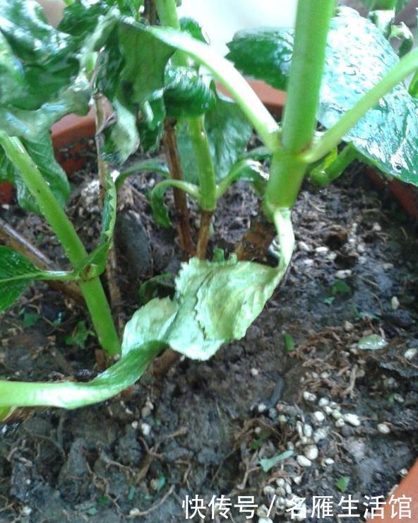 秘密|绣球老桩的“秘密”,识货人都不买,白给也不要