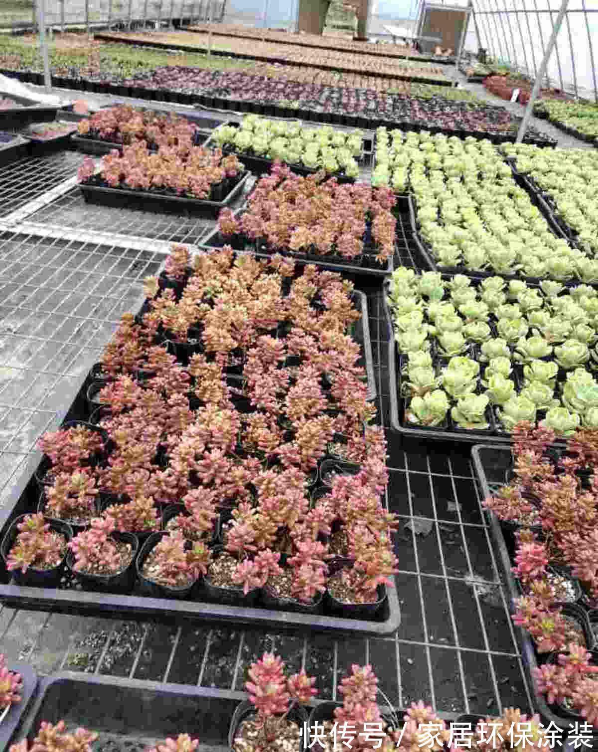 女儿痴迷养多肉，宁肯花高价，也要寄养多肉，我该阻止吗