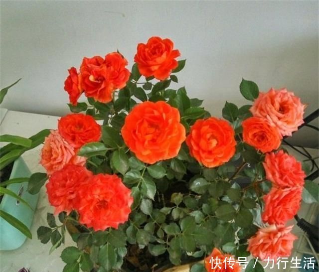 观赏价值|4种性价比超高的盆栽,既是盆景又是果树,少抽两包烟也要养一盆