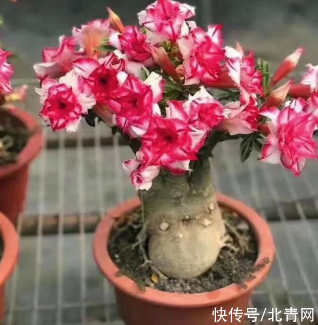 这些花随便扔地上都能长得很好，懒人养花就从这里选