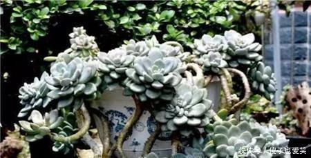 5种多肉,皮实又好养,独苗变老桩,长出状态美极了