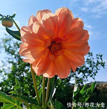 绣球花|中秋节一到，送礼太疯狂，不同的人适合送不同的花