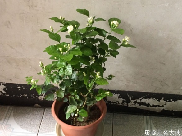 茉莉花学会控水，长得枝繁叶茂，开花一夏天！