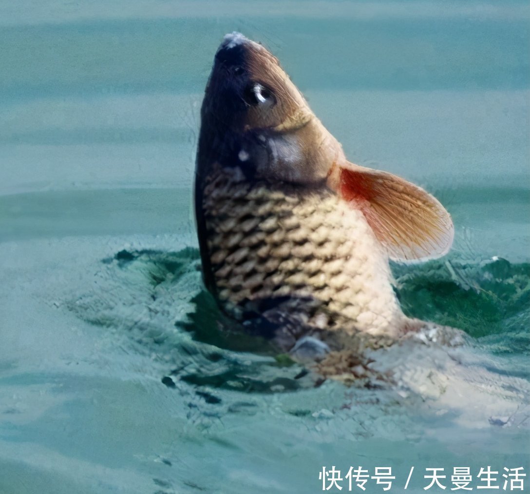 长时间|关于抛竿定点打窝的方法和技巧!开杆就上鱼