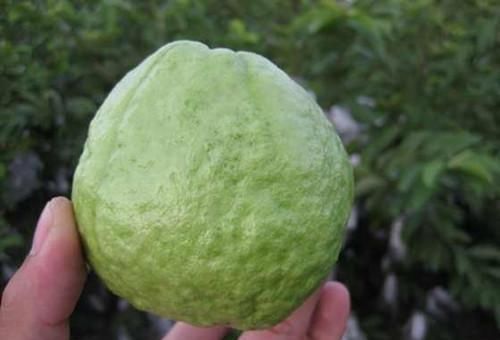 农村|农村树上挂着的果子叫石榴,果肉却不是石榴肉,两种颜色都没吃过